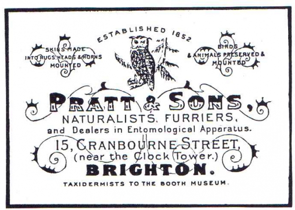 Label showing Pratt & Sons of Brighton
