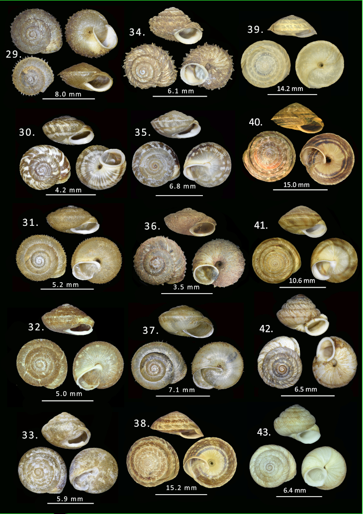 Madeiran land snail type specimens from the Booth Museum