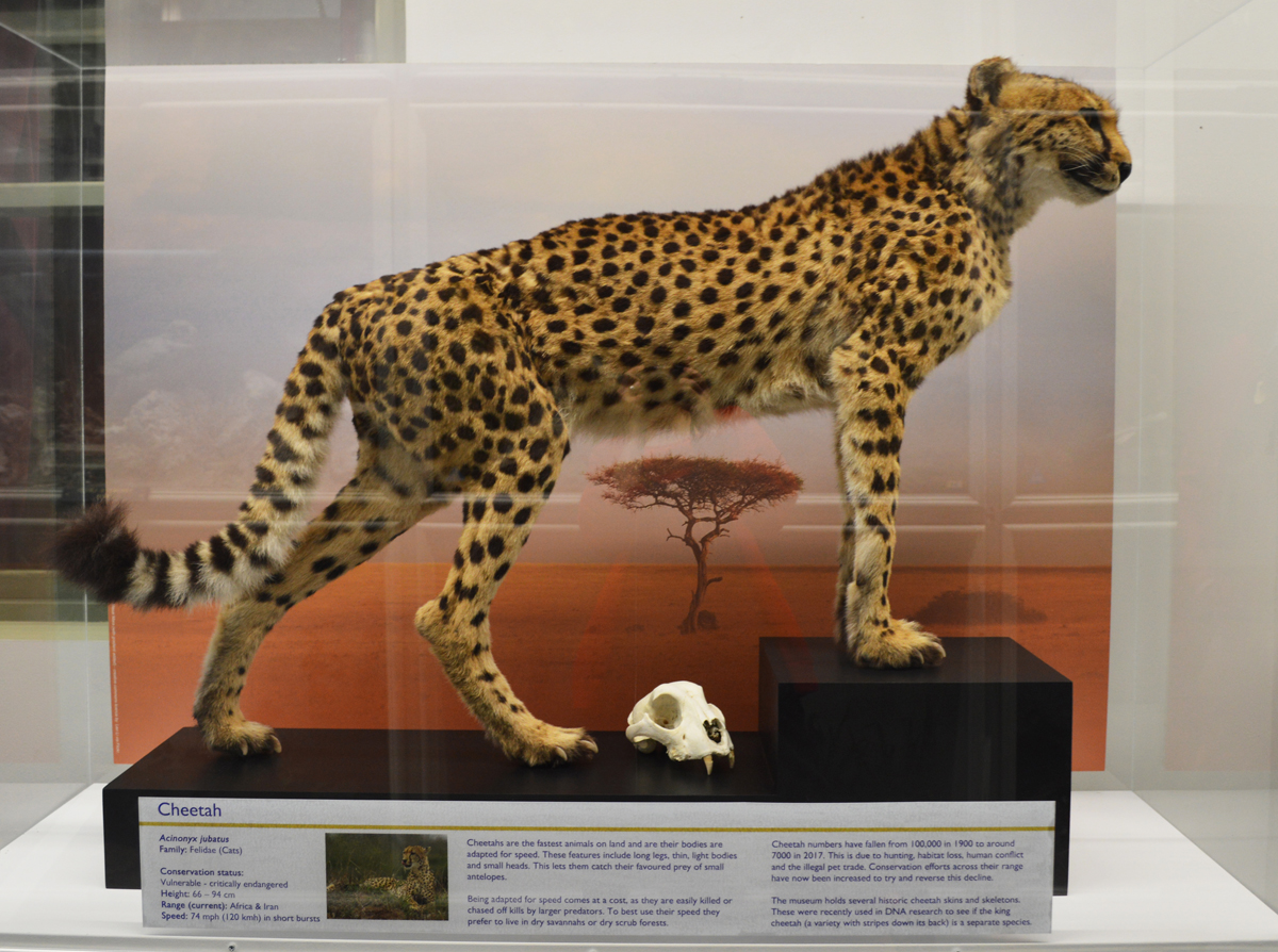 A taxidermy Cheetah in a case at the Booth Museum.