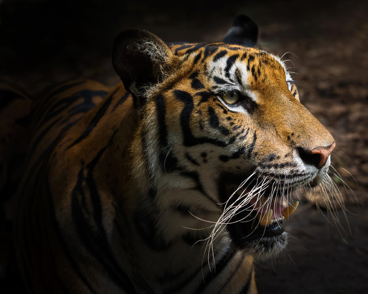 A Tiger, focusing on its head with is mouth open with a dark background