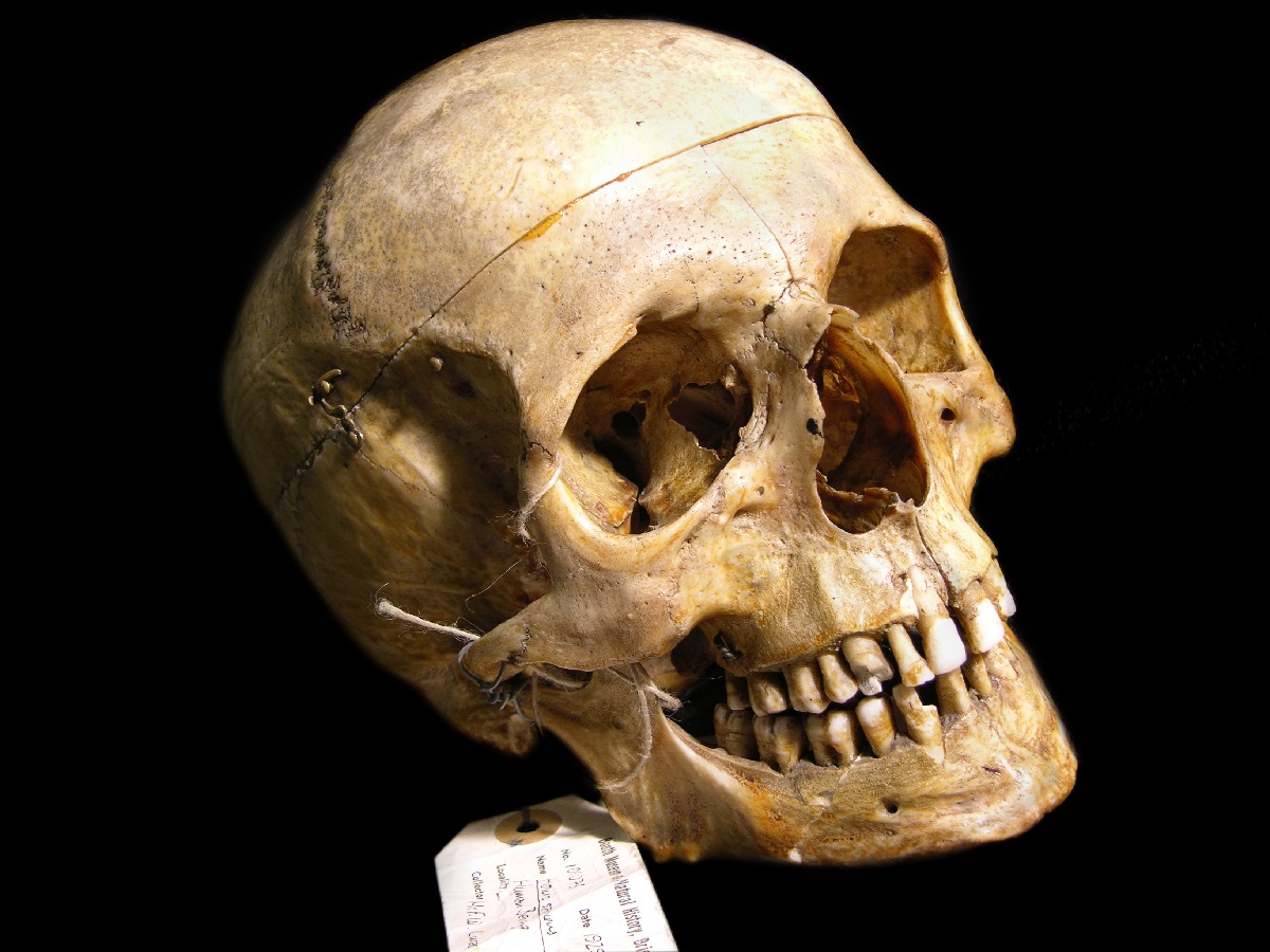 Unknown skull from the Lucas collection, housed at the Booth Museum. Lucas’ collections have very little provenance on the specimens.