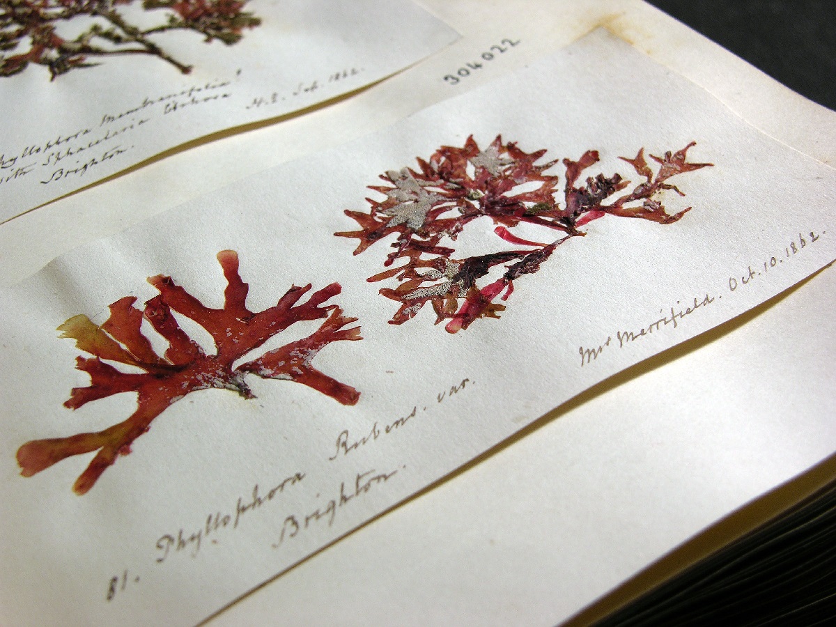 Photograph of a book containing the Mrs Grey seaweed collection, with specimens collected by Mary Merrifield, a noted Brighton based Victorian phycologist.