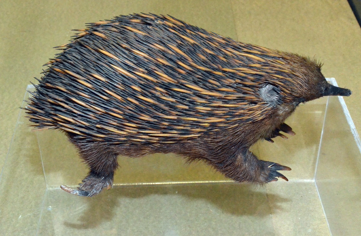 Photograph of a Spiny echidna, an egg laying mammal from Australia, in the collections of the Booth Museum.