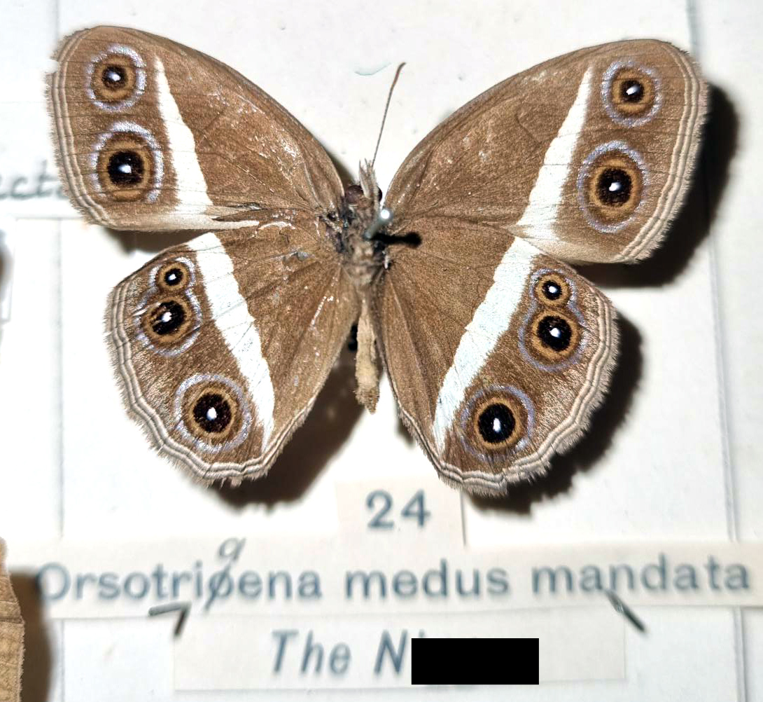 Butterfly specimen of O. medus from the Messenger collection. The collectors label displays the old offensive common name (censored in image)