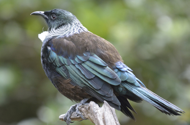 Photograph of a Tui, previously known as Parson Bird, photographed by author in Tiritiri Matangi.