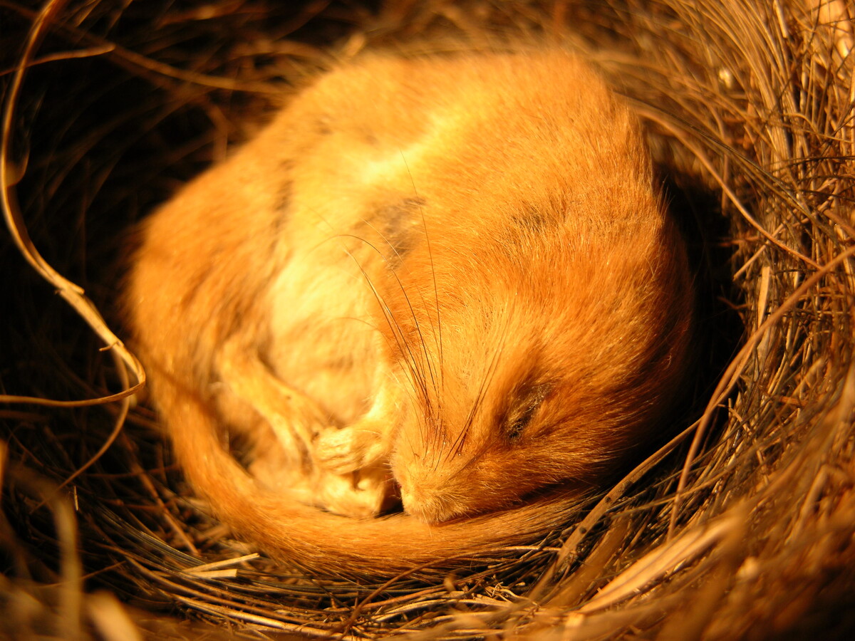 Photo of sleeping dormouse specimen