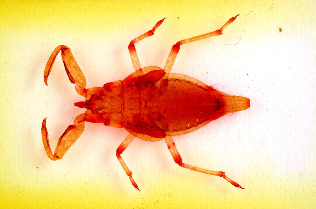 Photo of water scorpion specimen on a slide