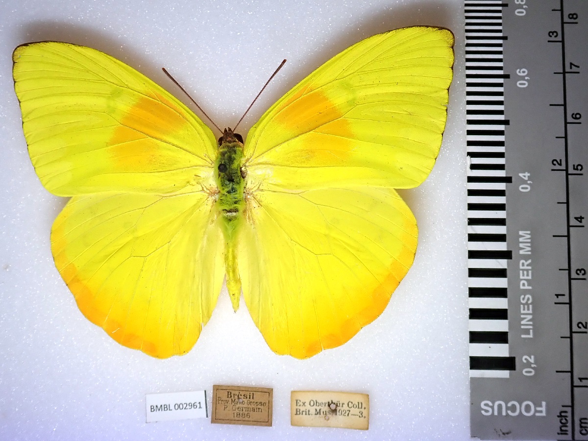 A photograph of a bright yellow butterfly, with label and size chart. It is the Phoebis philea the orange-barred sulphur or apricot butterfly.