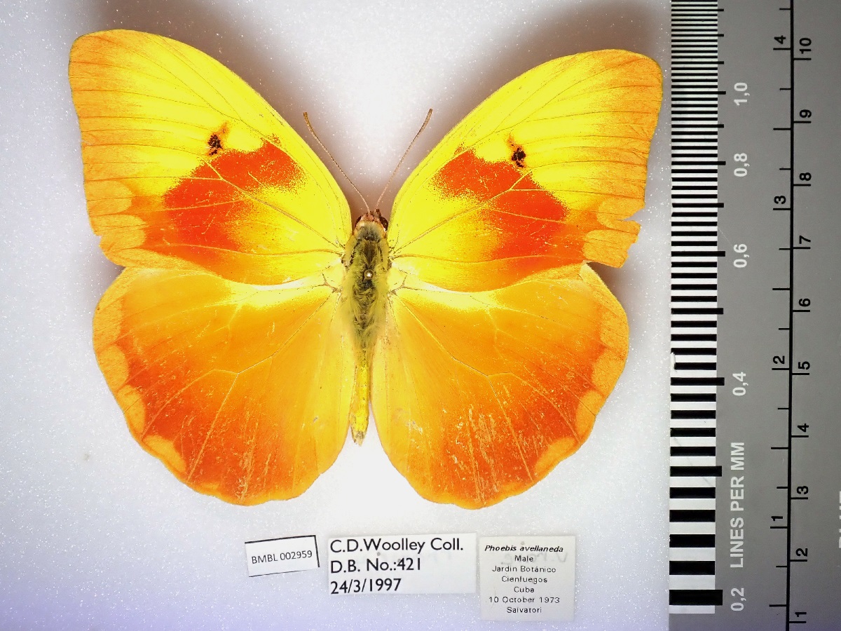 A photograph of a bright yellow and orange butterfly next to a label and size chart. It is the Phoebis avellaneda, the red-splashed sulphur