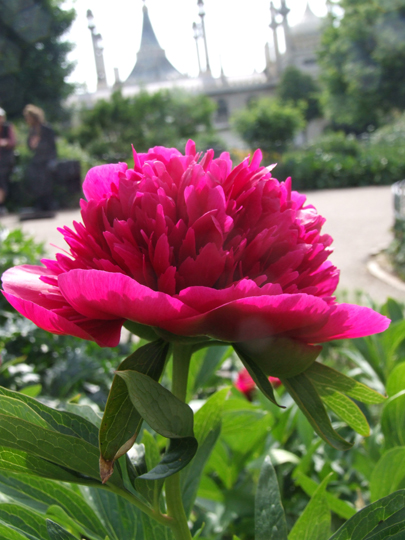 A deep red peony in the Pavilion Gardens