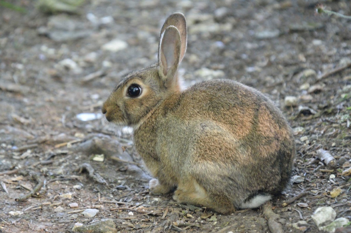 Photograph of a rabbit on a dirt path. Image: Lee Ismail