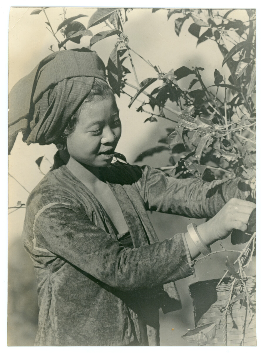 Burma image, A girl plucking tea WAA0208.