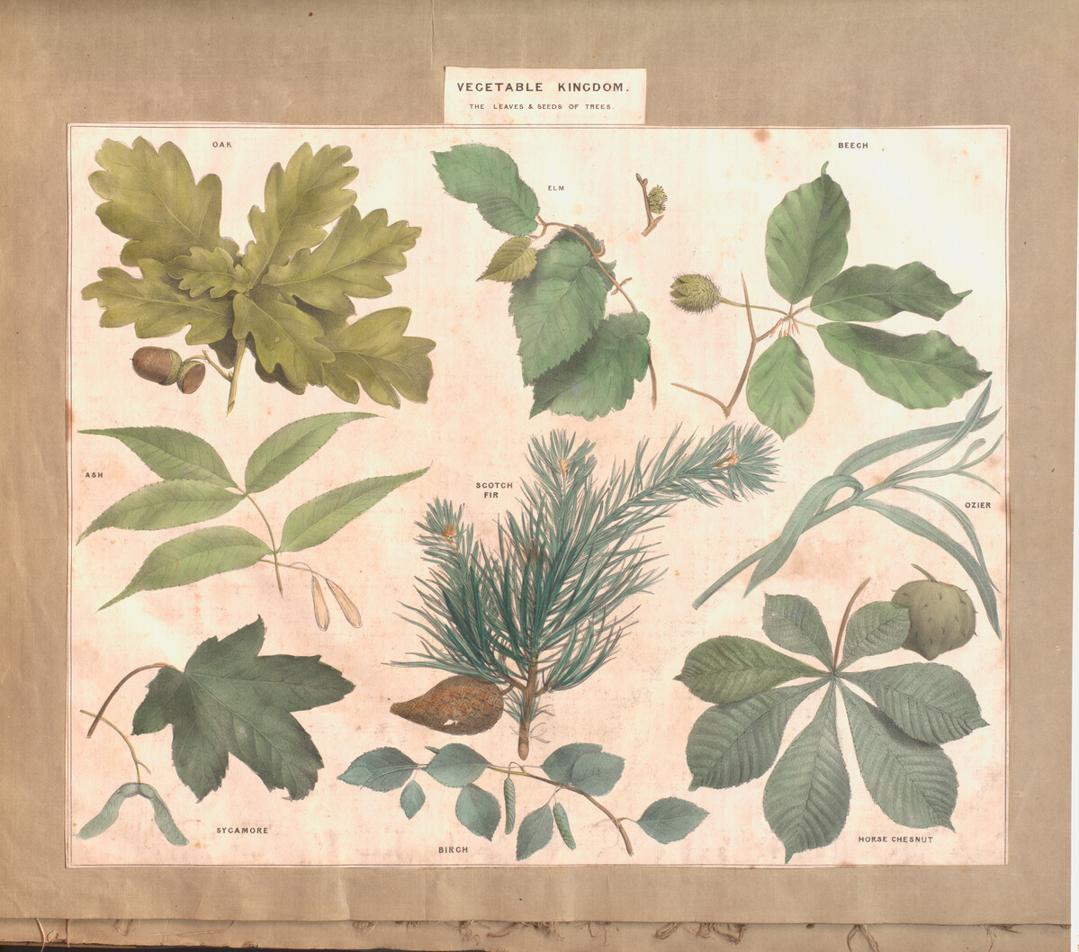 Vegetable Kingdom page from a scrapbook. The page shows the leaves and seeds of trees such as oak, elm and beech among others