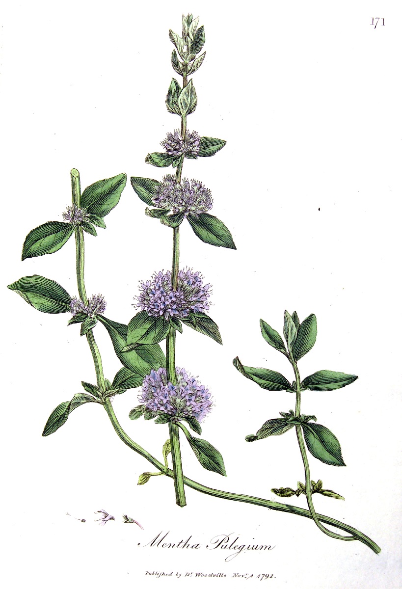 Botanical drawing of Mentha pulegium. Published by Dr Woodville, 1792