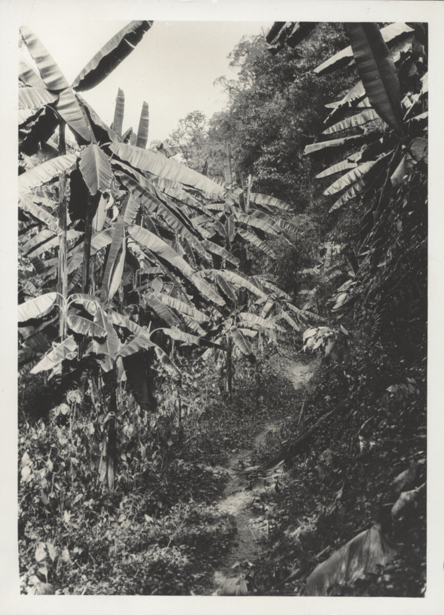 Giant plantains and road near Kenang, 1920s. Credit: James Henry Green Charitable Trust