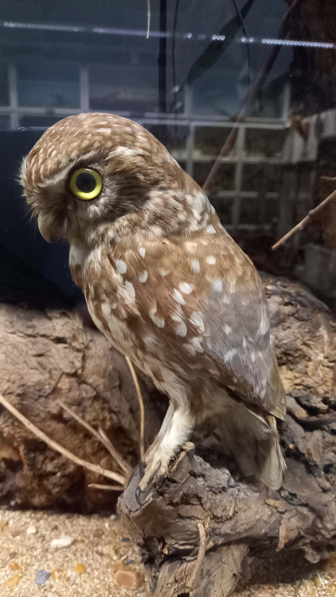 Photograph of a taxidermy owl at the Booth Museum