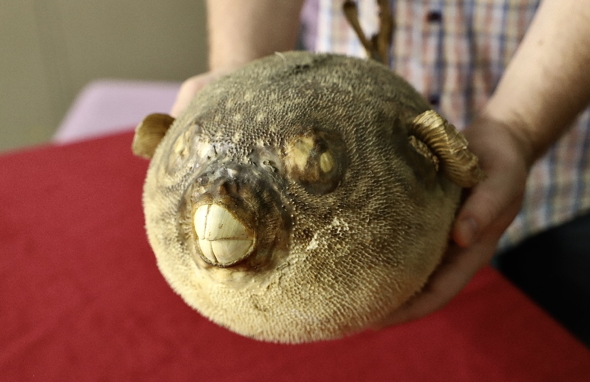 Puffer fish from the Booth Museum