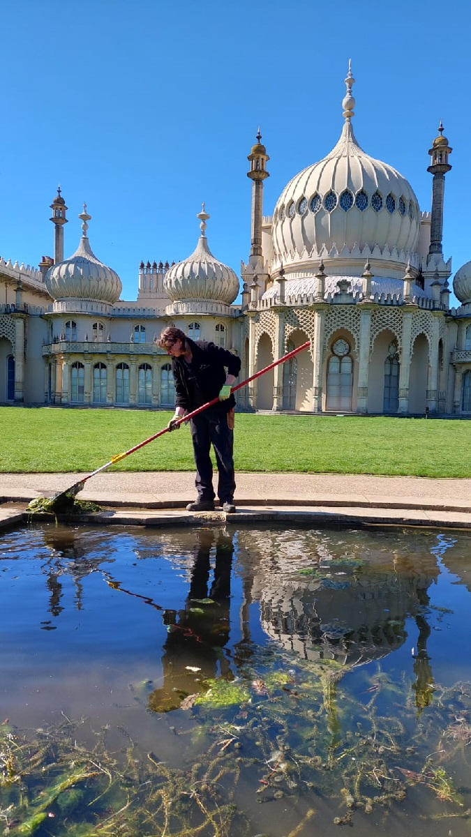 Rebecca, Garden Apprentice at the Royal Pavilion Garden uses a long handled net to remove debris from the pond in the Royal Pavilion Garden
