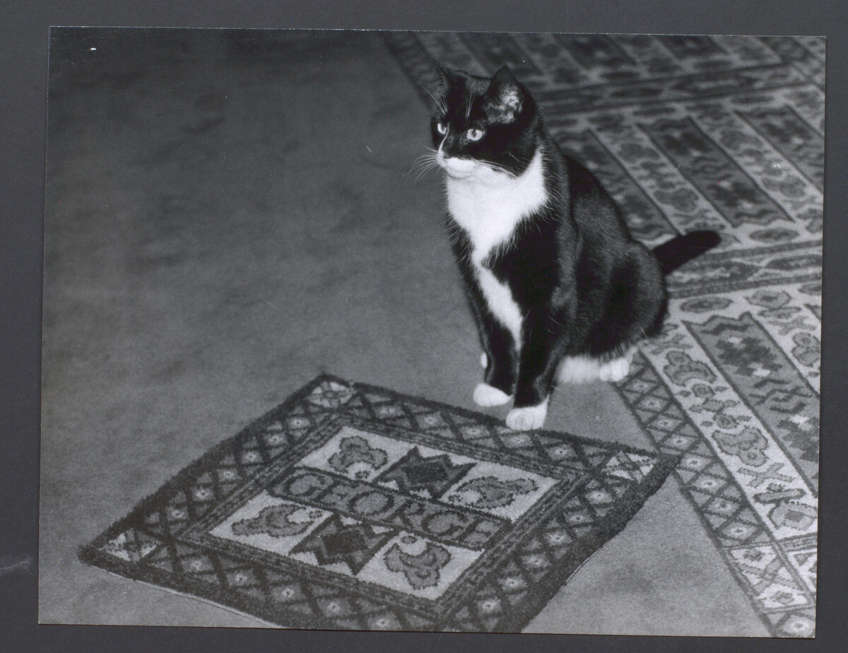 George the Royal Pavilion cat sits by a small piece of square carpet with his name name on