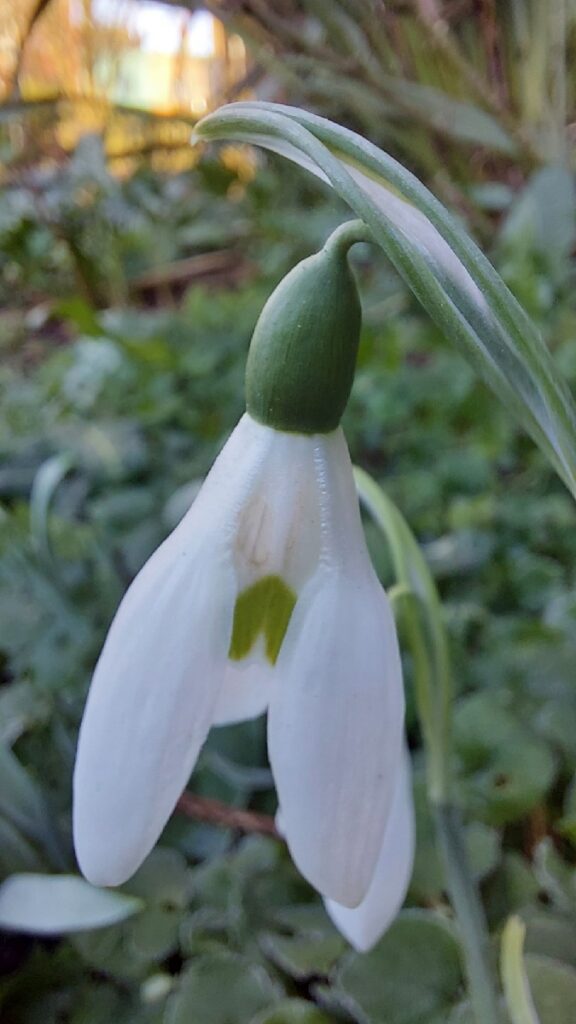 Notes from the Pavilion Garden, January 2024 Brighton & Hove Museums