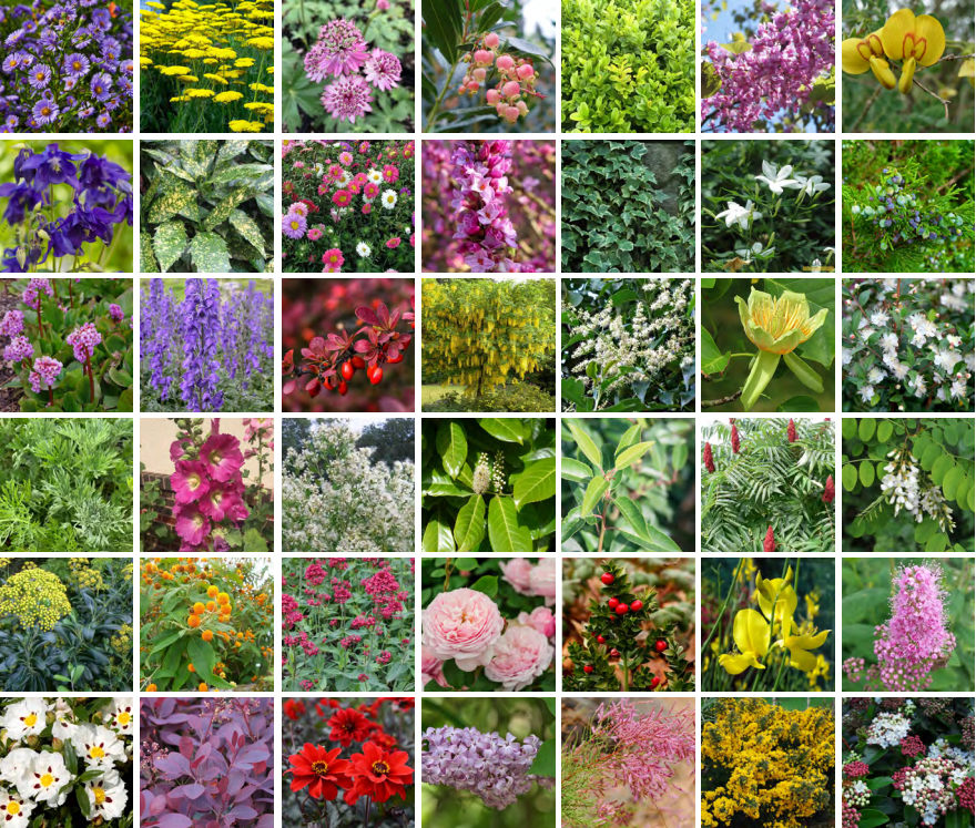 Principle planting palette extracted from Henry Phiilips’ publications 1823 & 1824 John Willmott pavilion bills 1817-1829 Planting Plans from 1990’s restoration