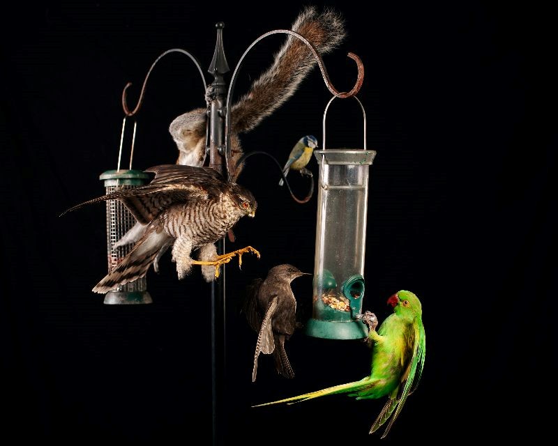 Booth diorama, two bird feeders hang on a metal stand as four different birds and a squirrel feed on the nuts