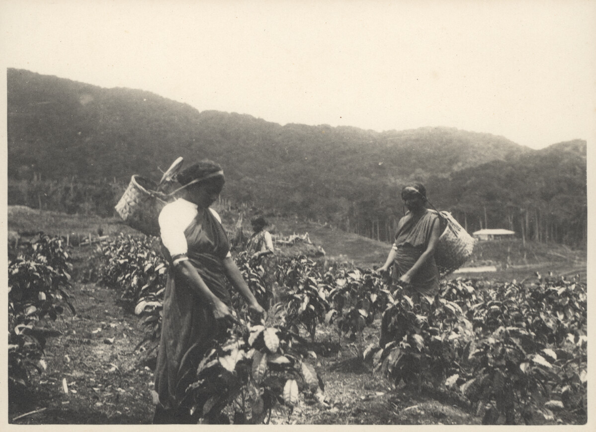 “Women plucking tea” photographed by James Henry Green, 1920s Credit: James Henry Green Charitable Trust wa1330