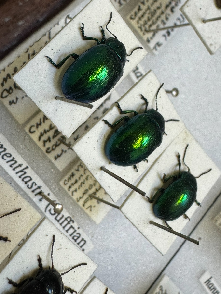 Booth Museum beetles bequest. Booth Museum beetles bequest. A close up image of 3 shiny green beetles displayed along with their information cards.