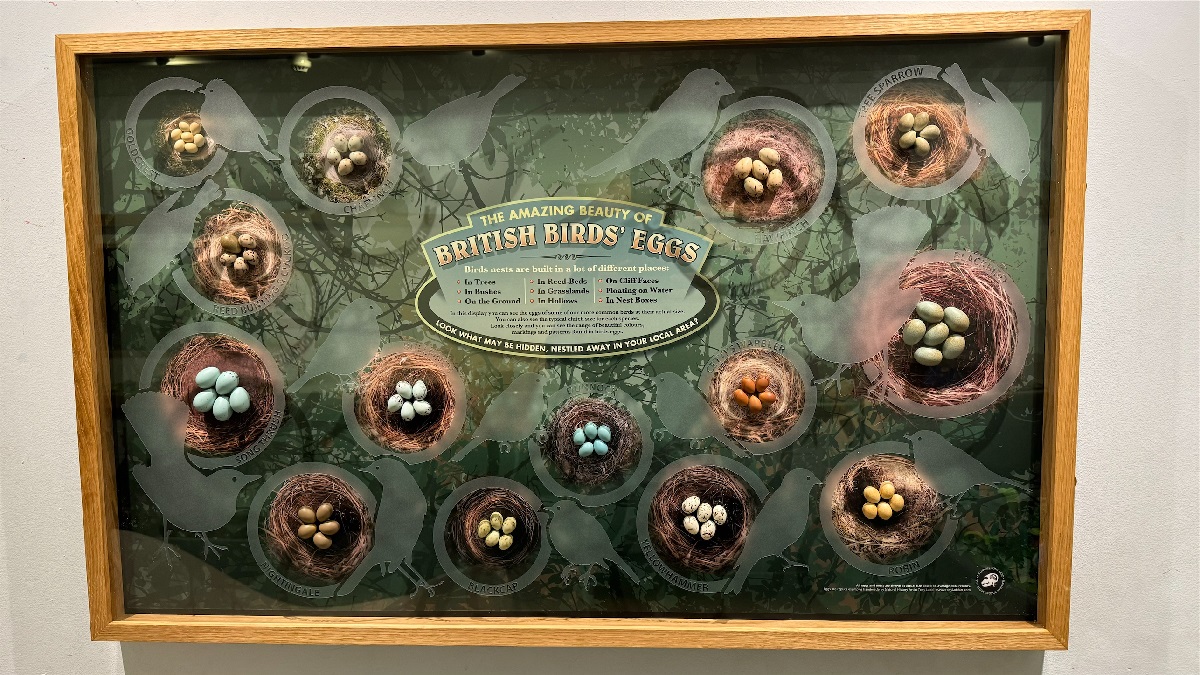 Tony Ladd's egg display at the Booth Museum