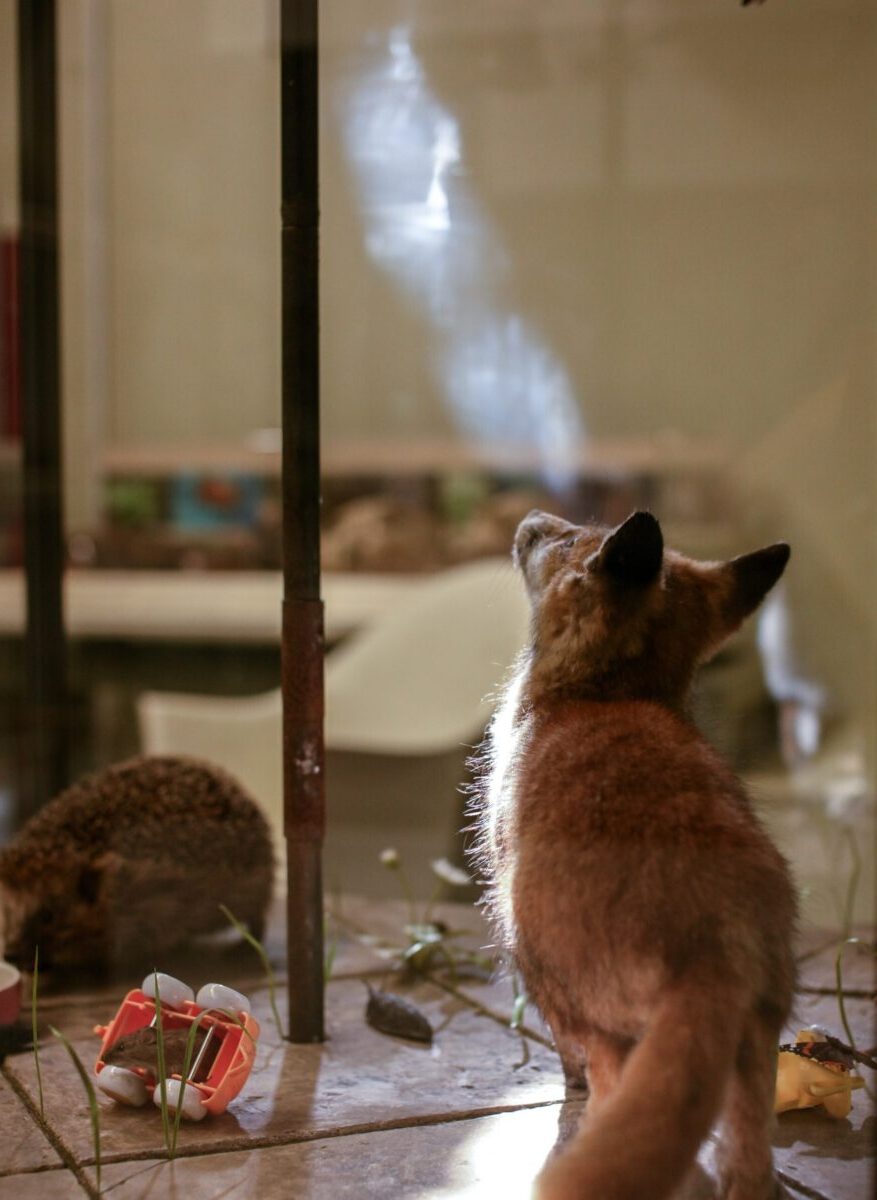 Diorama inspired by wildlife in the city against a backdrop of climate change. The model is a 360-degree view of an urban garden, where animals can be seen living, hunting, and eating together around a bird feeder. The photo depicts a small fox looking up at the bird feeder, and next to him, there's a small plastic toy car.