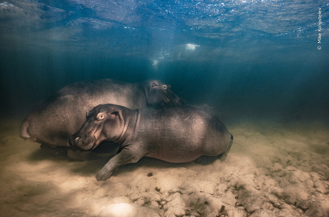 Hippo Nursery copyright - Mike Korostelev