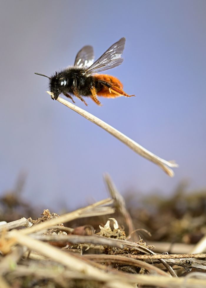 Mason Bee at work photography by Solvin Zankl Wildlife Photographer of the Year