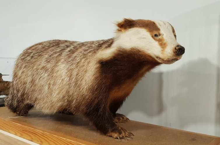 CGI badger in the Prince Caspian