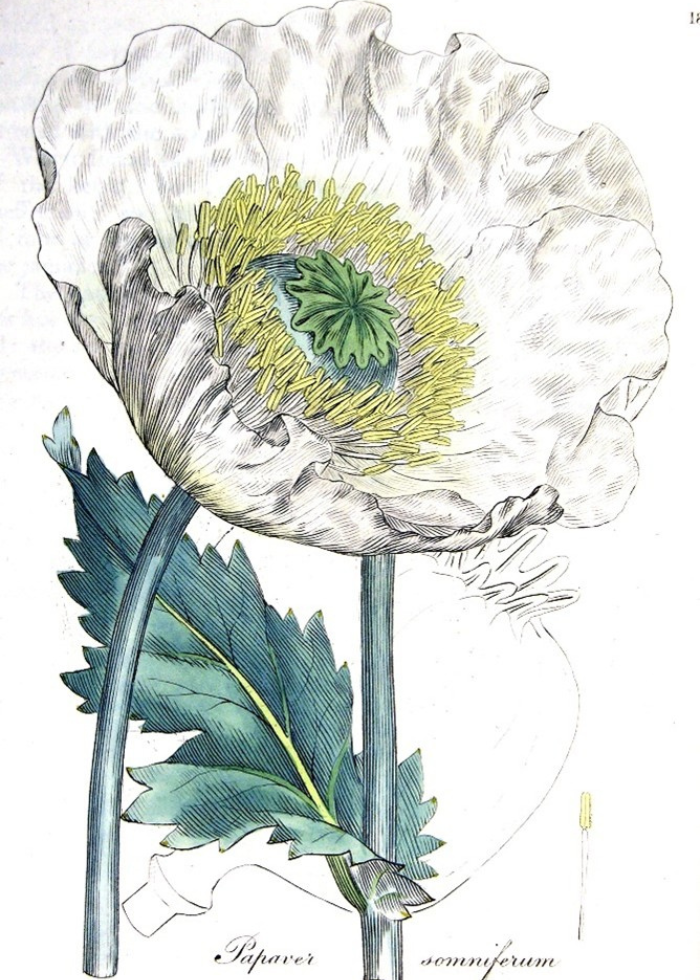 Papaver somniferum, commonly known as the opium poppy. A plant of the white subspecies in natural.