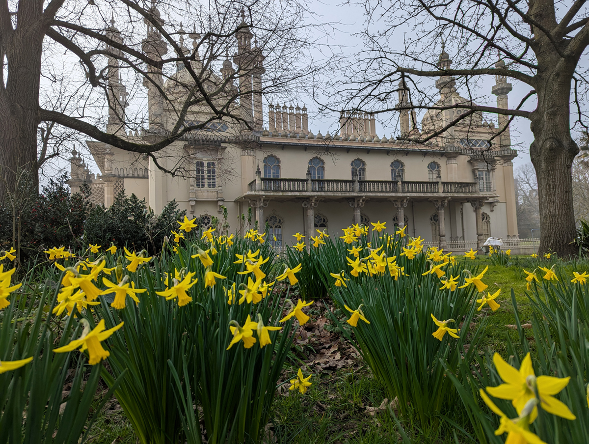 Daffodils in the Royal Pavilion Garden, March 2025