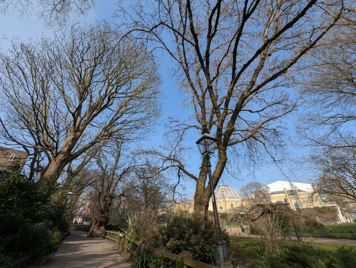 The Sycamore and Elm trees in the Royal Pavilion Garden