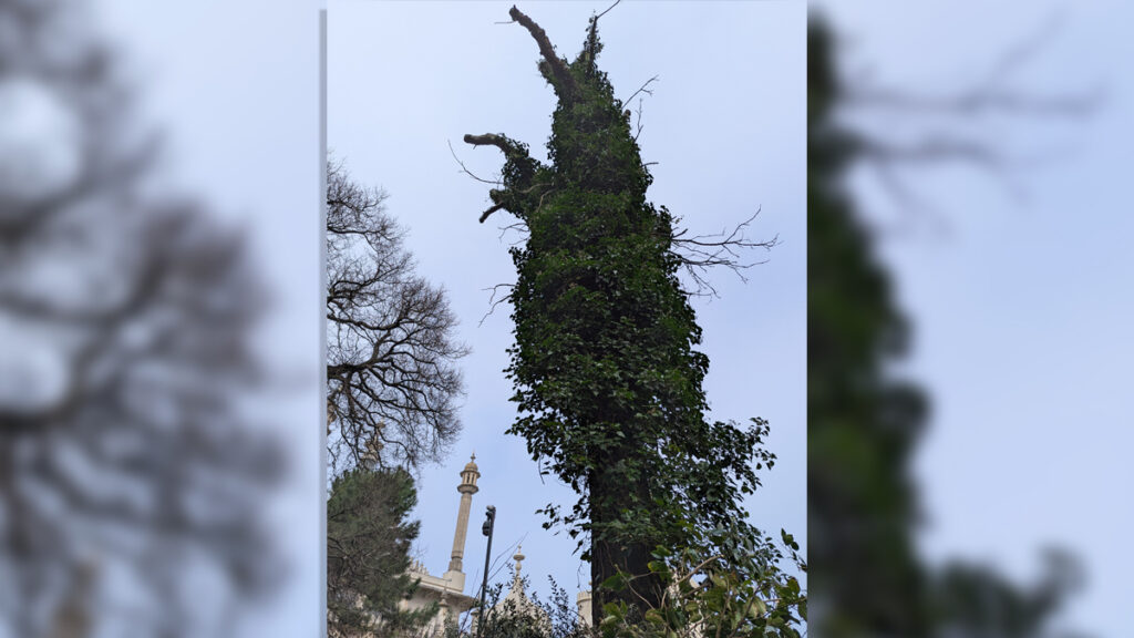 The dead tree covered in ivy