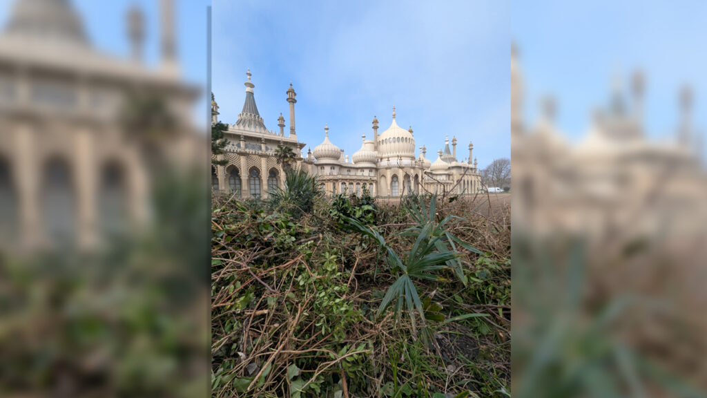 A small palm tree uncovered during the renovation