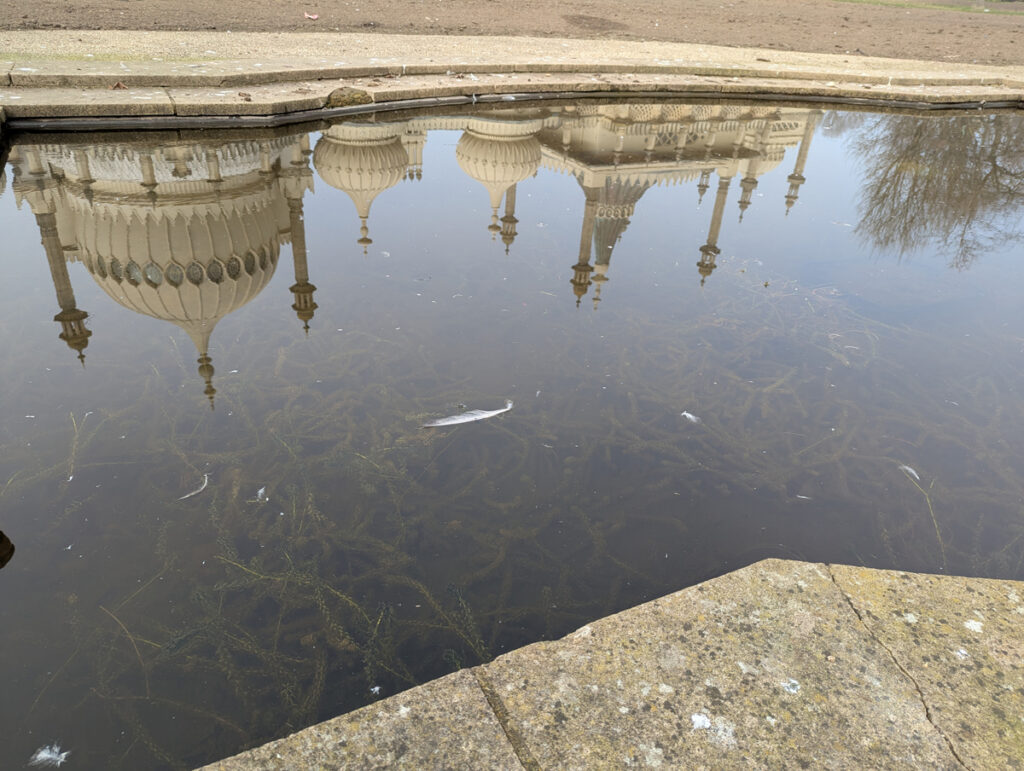 The pond with seagull feathers in the brown soiled water