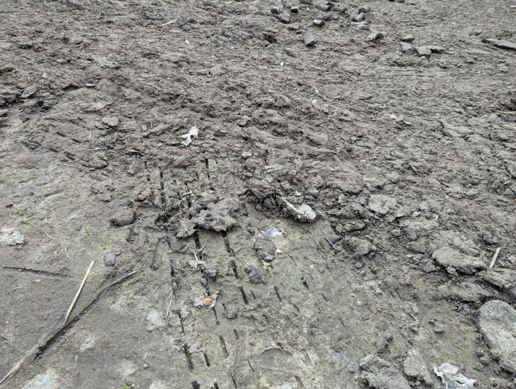 The holes left by the path of the rotavator as it breaks up the soil in the Royal Pavilion Garden
