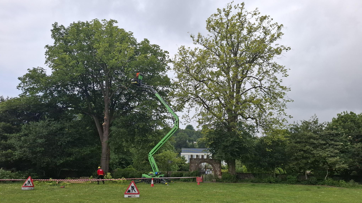 Preston Manor Lime trees