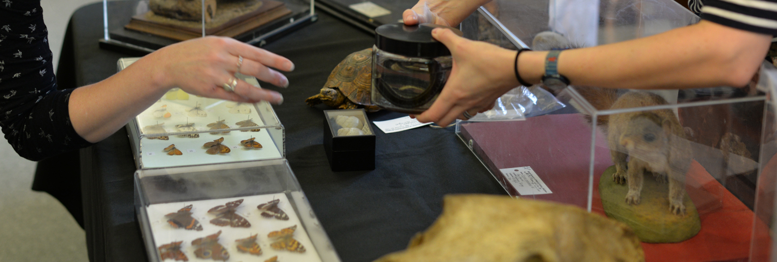 Curator at Work: Secrets & Stories in the Collections