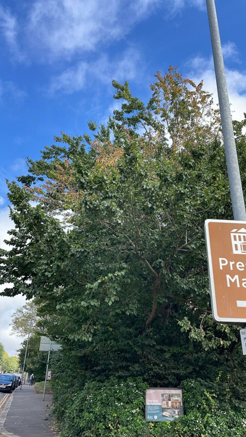Preston Manor – Dutch Elm Disease tree fell
