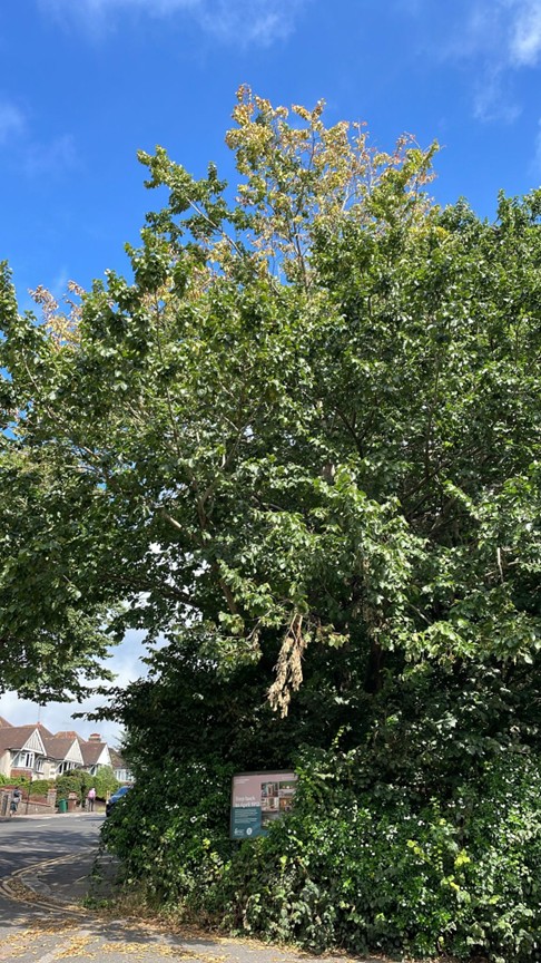Preston Manor – Dutch Elm Disease tree fell
