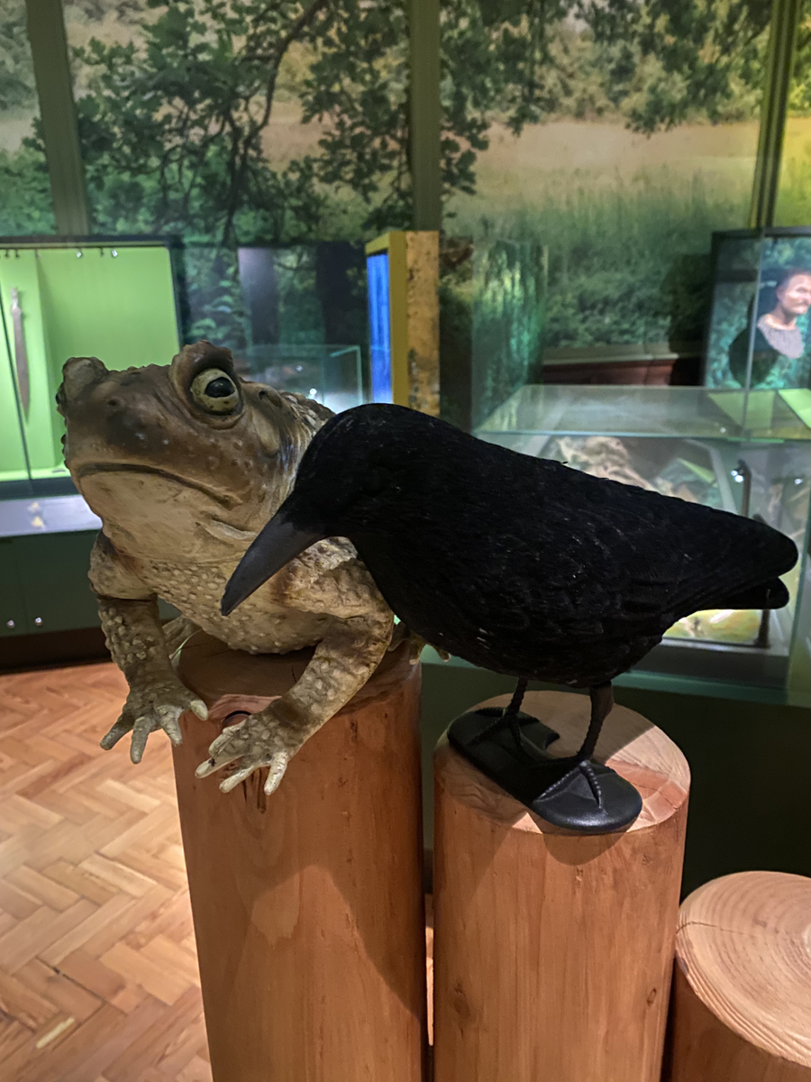 Gallery prompts schools learning, a toy frog and crow