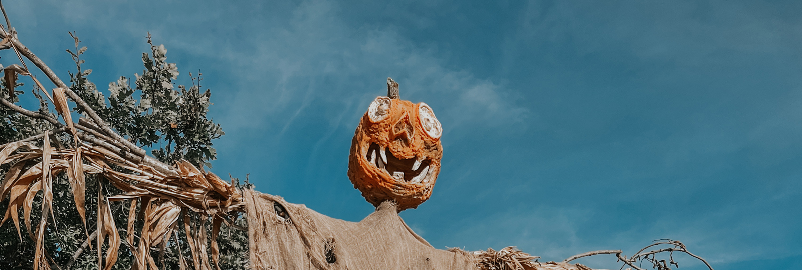 Pumpkin Picking Patch