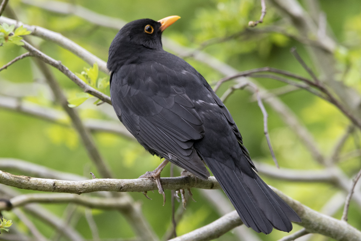 Blackbird - copyright Lee Ismail. A black bird with yellow beak sits on a branch.
