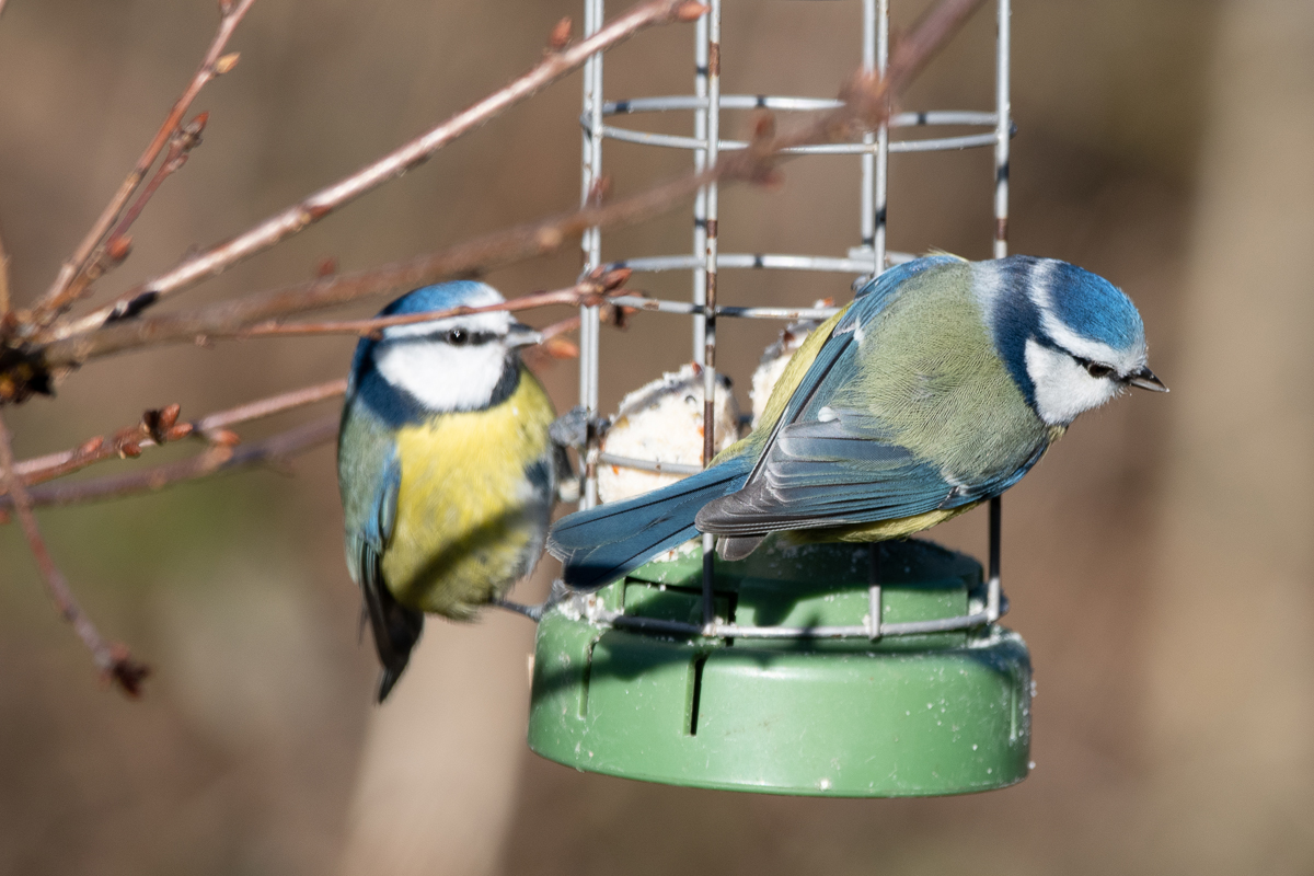 Blue tit - copyright Lee Ismail. Two birds are perched on a wire bird feeder.