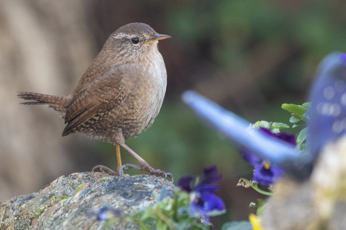 Eurasian Wren - copyright Lee Ismail. A brown bird walks on a stone ledge among small purple flowers.