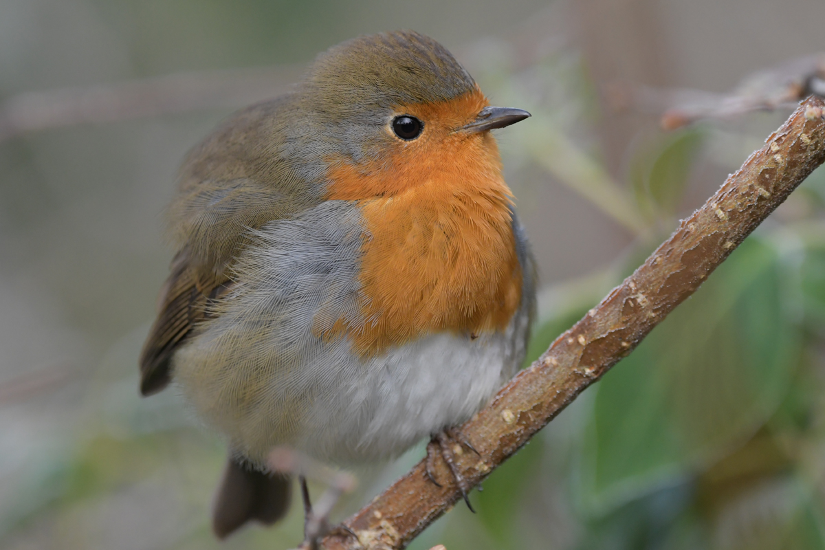 European Robin - copyright Lee Ismail. A robin sits on a tree branch.